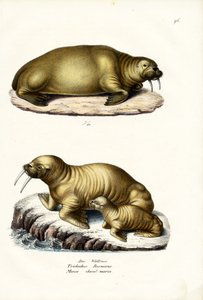 Walrus